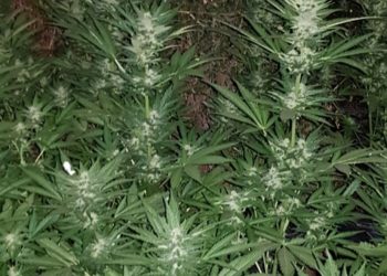 קנאביס ביער עירון