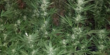 קנאביס ביער עירון