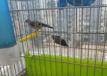 חוחיות. לחופש נולדו