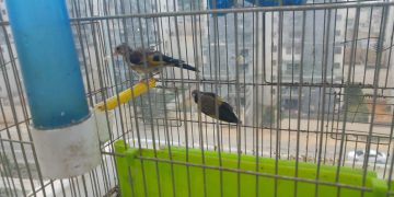 חוחיות. לחופש נולדו