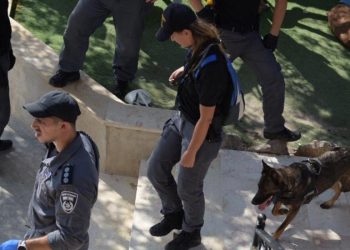 יחידת הכלבנים