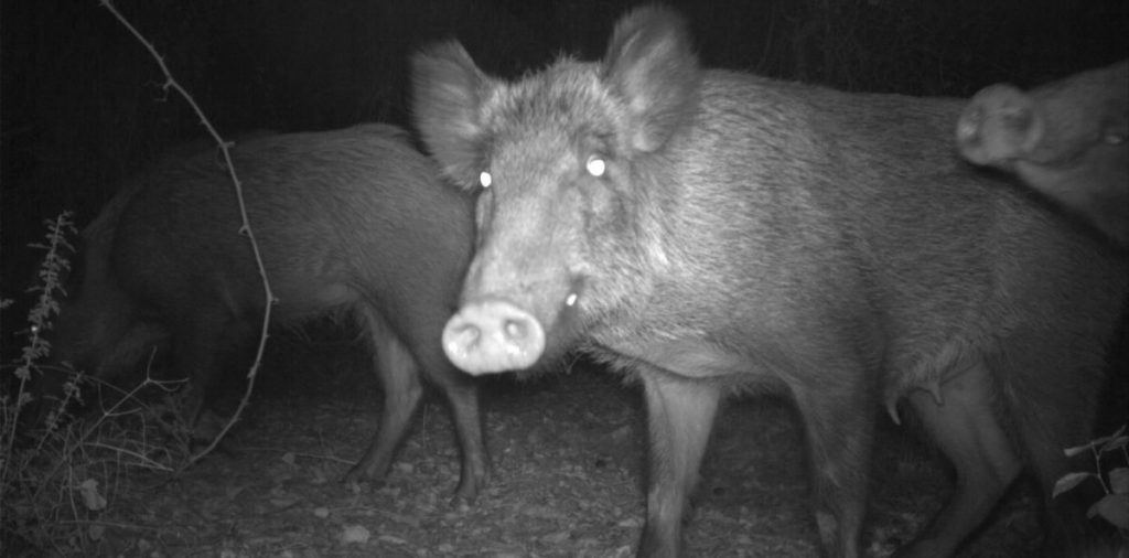חזירי בר צילום: דוברות רשות הטבע והגנים