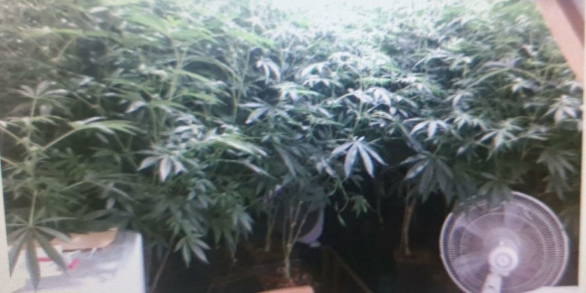 קנאביס סמים מעבדה צילום: דוברות משטרת ישראל