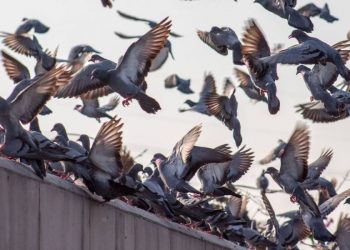 הרחקת יונים