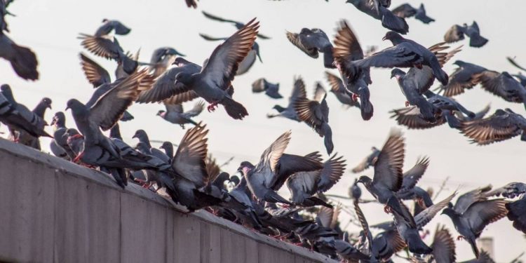 הרחקת יונים