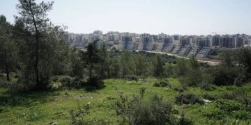 יער עירון צילום: מאור קורן