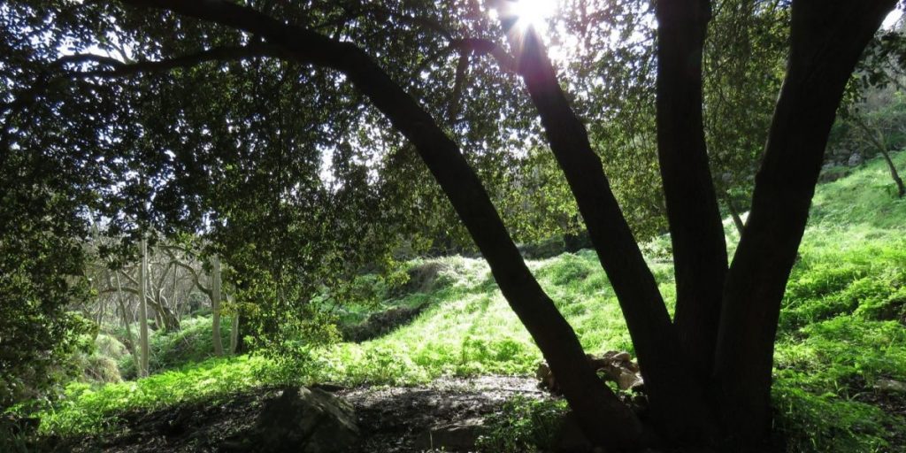 אלון מצוי ביער עירון; צילום: אבנר רימות