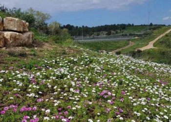 גינה גינות גינון ריסוס צילום: דוברות עיריית חריש