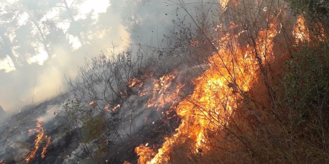 שריפה משתוללת ליד איזור הדו קומתיים בכניסה ליער צילום: משפחת לנדאו