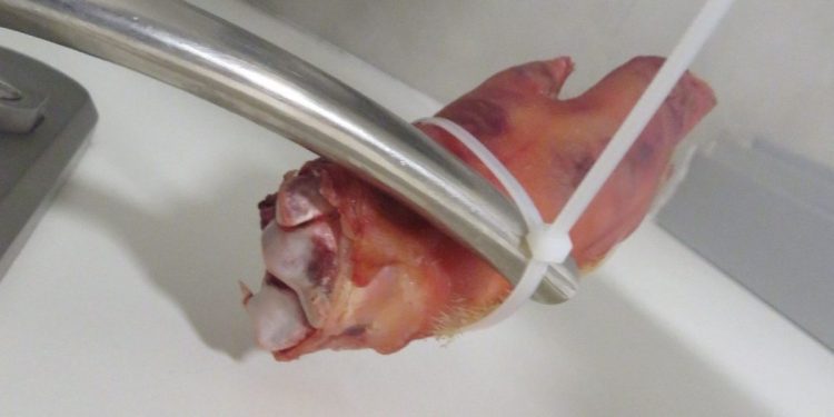 רגל חזיר בצוותא