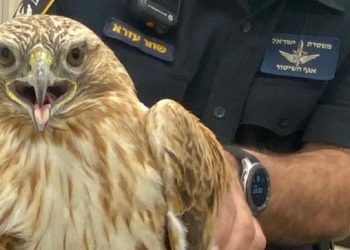 עוף דורס פצוע