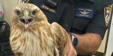 עוף דורס פצוע