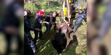 תל זאבים סוס תאונה