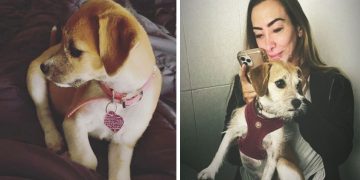 הכלבה רוברטה